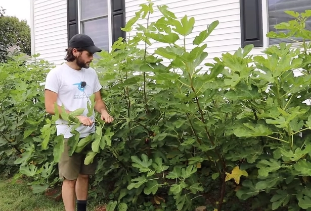 fig tree growing zones