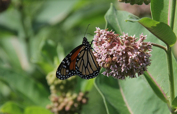 how to grow milkweed for monarchs how to grow milkweed for monarchs