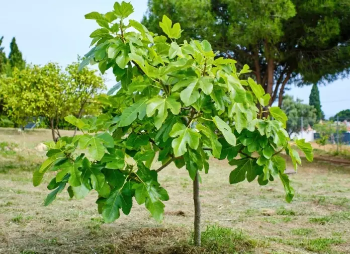 best climate for fig trees