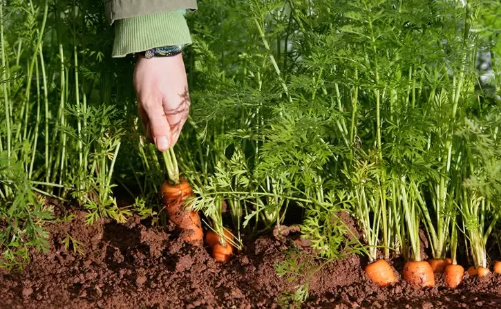 carrot leaves carrot leaves