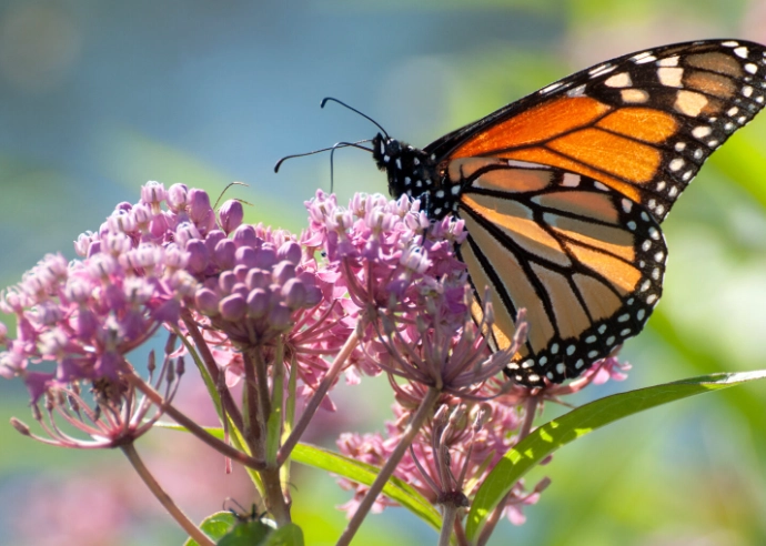 monarch butterfly milkweed monarch butterfly milkweed