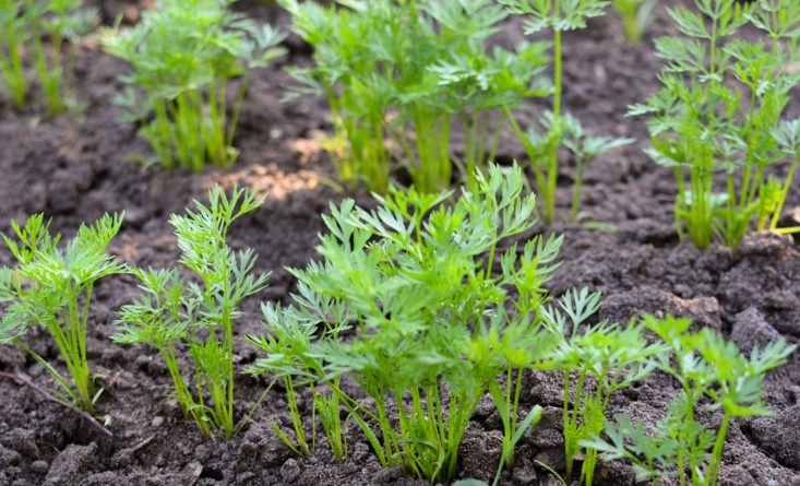 growing carrots growing carrots