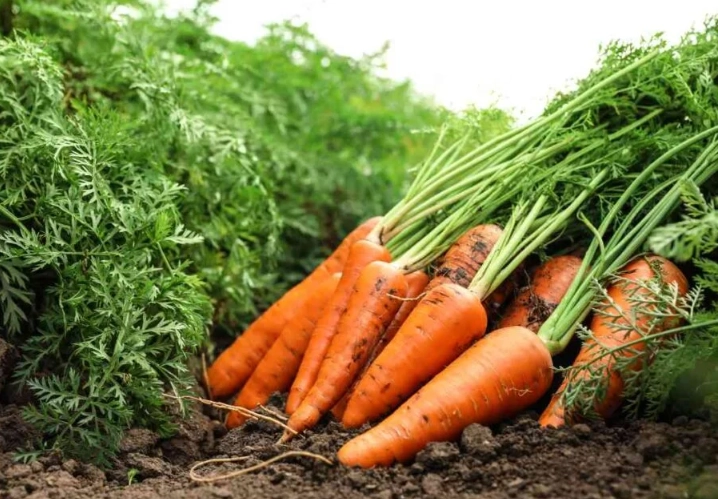 carrot plant identification carrot plant identification