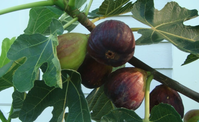 best climate for fig trees