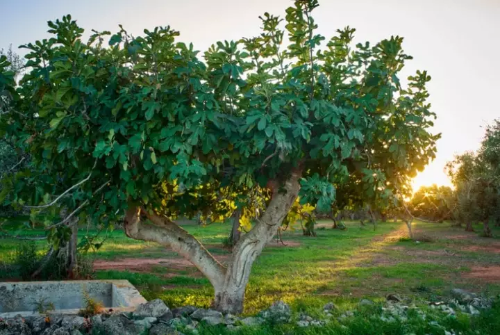 fig tree growing zones