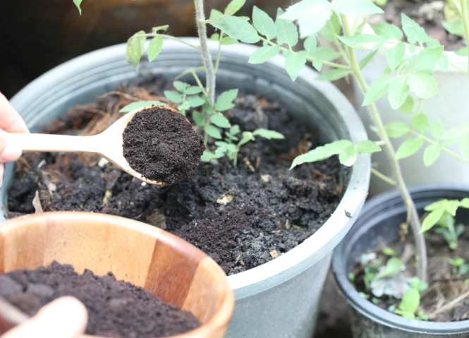 composting coffee grounds