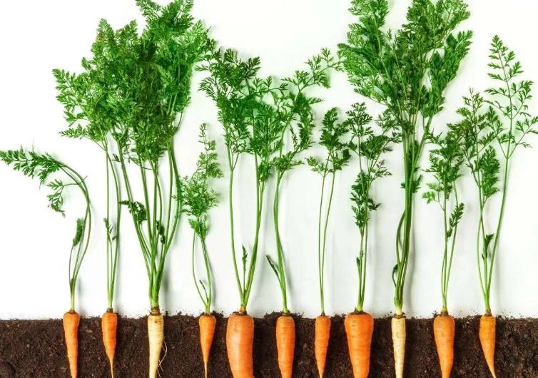 carrot plant identification carrot plant identification