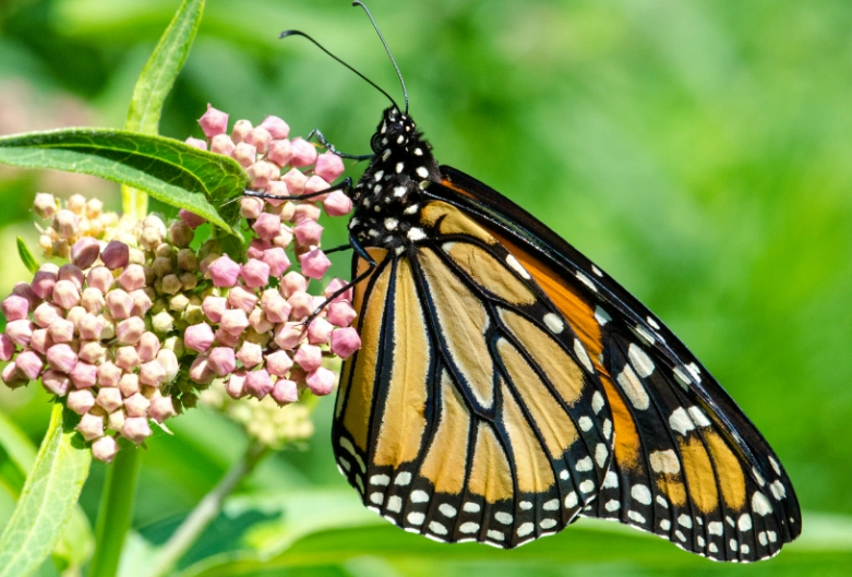 how to grow milkweed for monarchs how to grow milkweed for monarchs