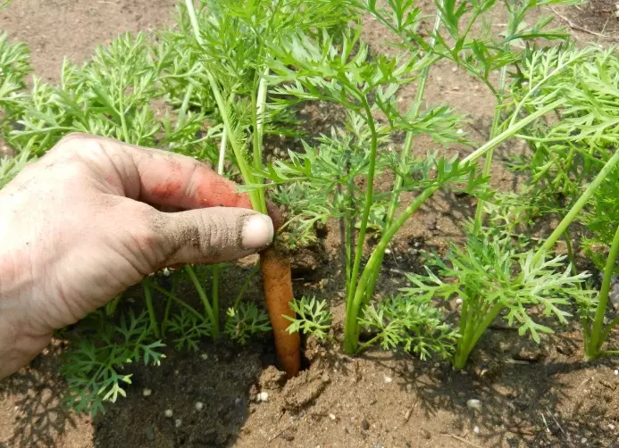 carrot leaves carrot leaves