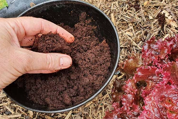 composting coffee grounds