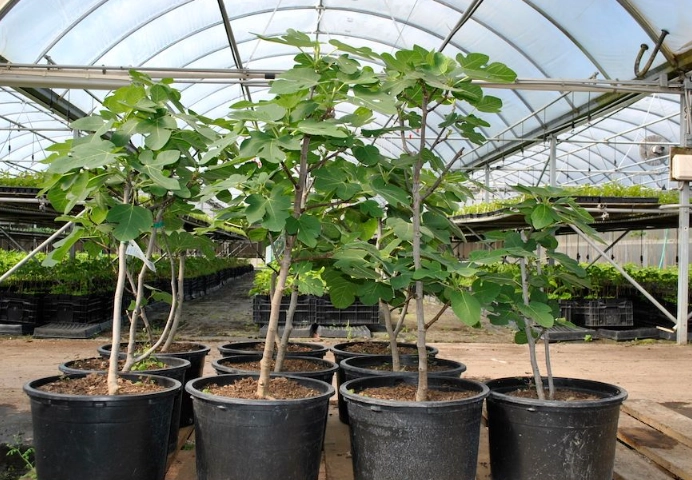 where to grow fig trees