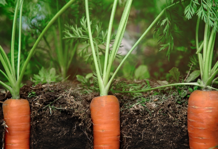 carrot plant identification carrot plant identification
