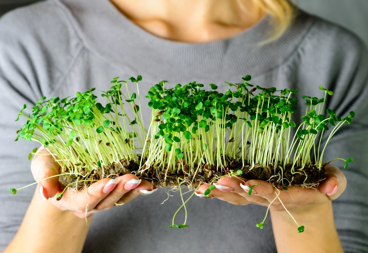 microgreens benefits