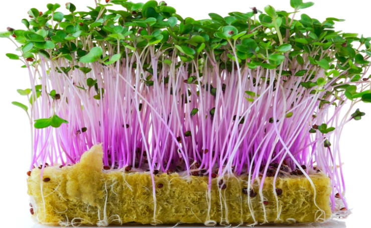 how to grow microgreens