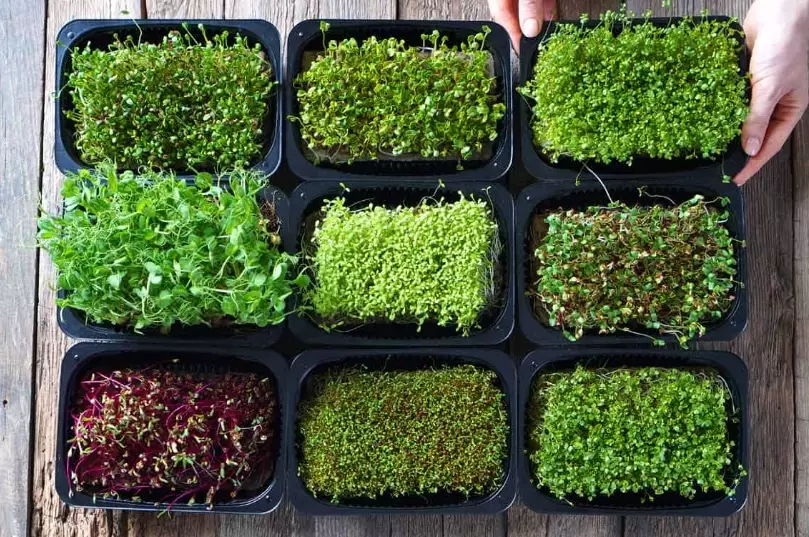 micro greens nutrition