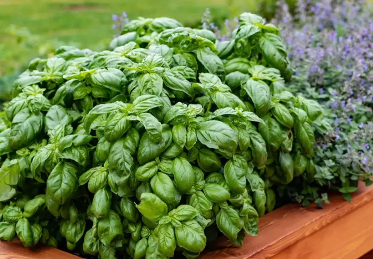 basil plant