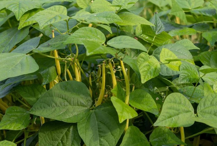 how to grow green beans