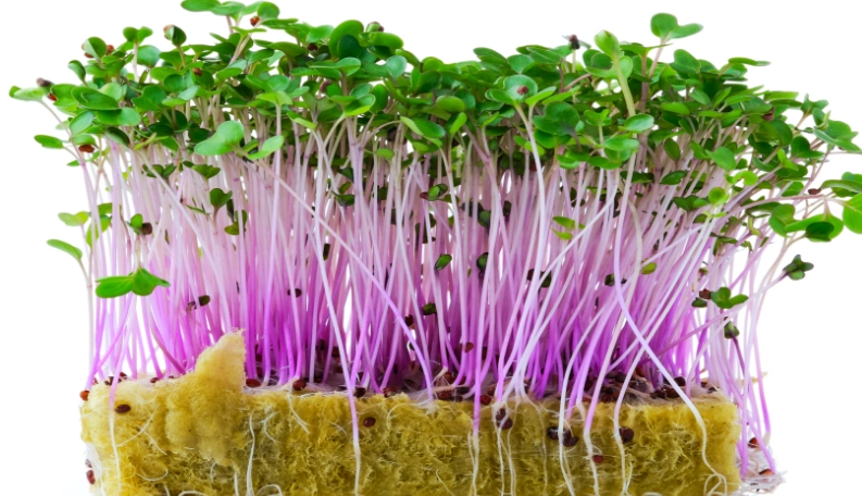 microgreens benefits microgreens benefits