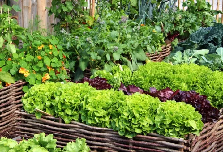 vegetable gardening for beginners