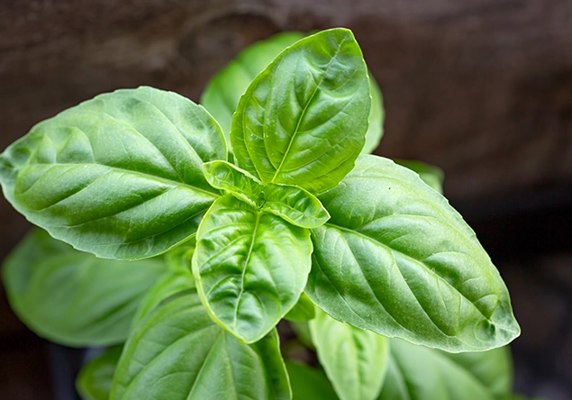 how to grow basil