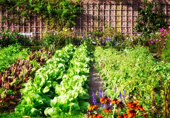 how to start a vegetable garden