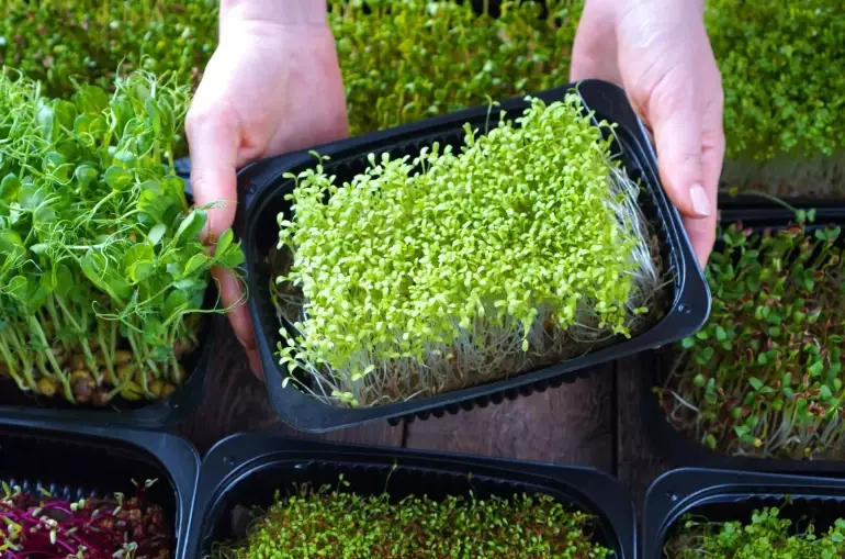 how to grow microgreens