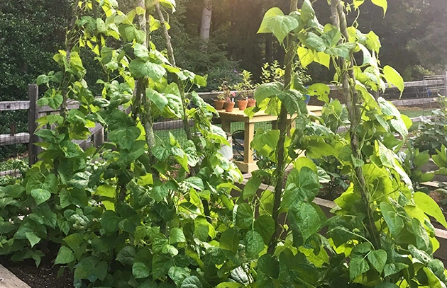 how to grow green beans