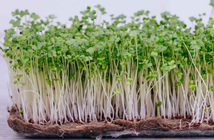 how to grow microgreens how to grow microgreens