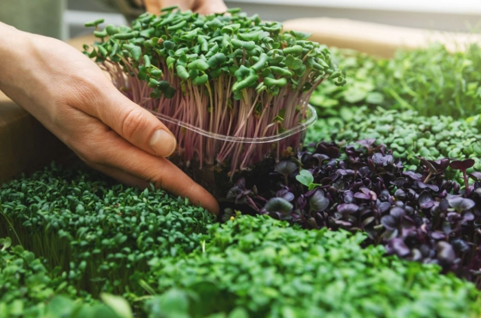 how to grow microgreens how to grow microgreens