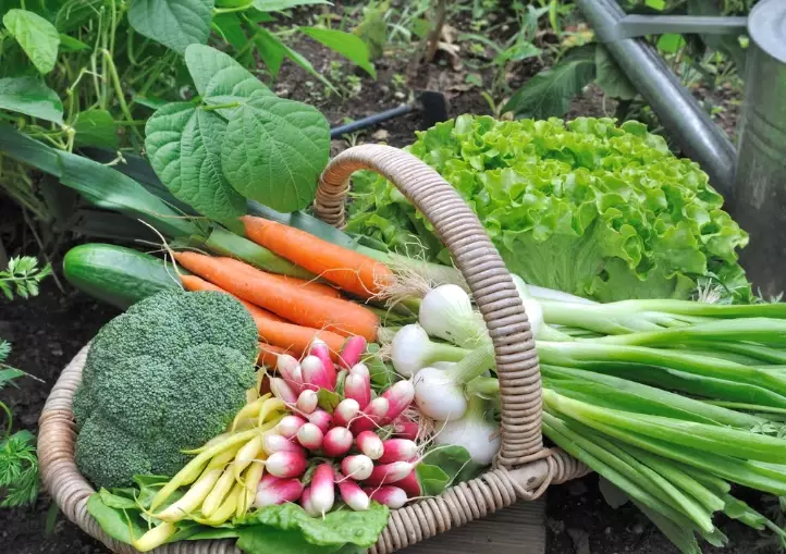best vegetables to grow