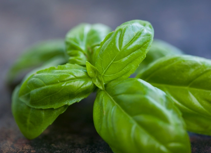 benefits of basil