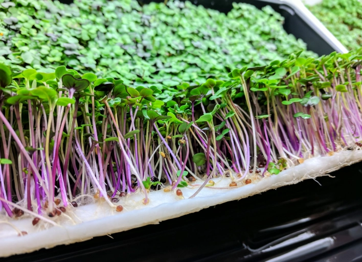micro greens nutrition