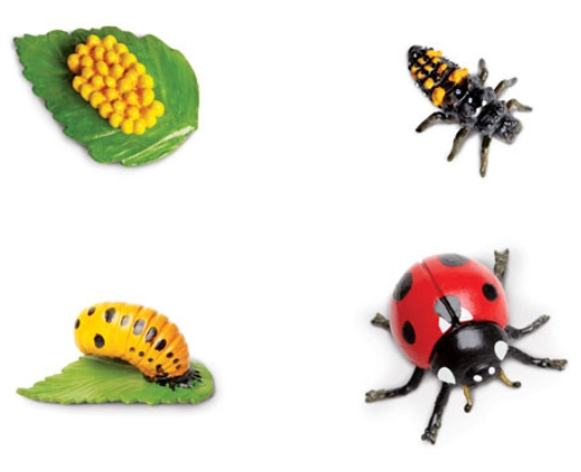 ladybug larvae identification