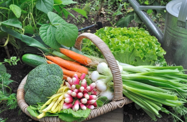 vegetable gardening for beginners vegetable gardening for beginners