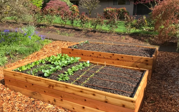 raised bed vegetable garden