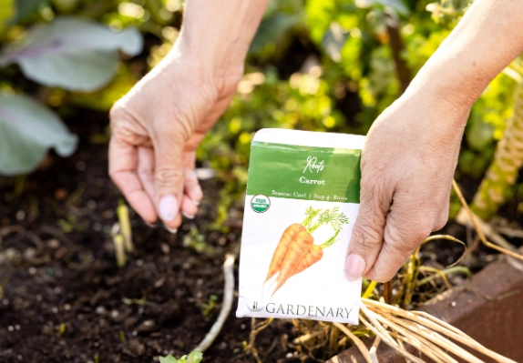 how to grow carrots