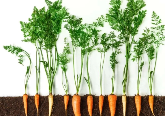 planting carrot seeds