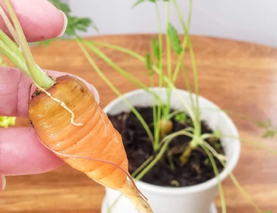 carrot plant care