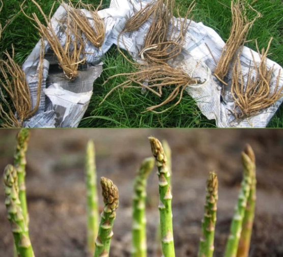 growing asparagus growing asparagus