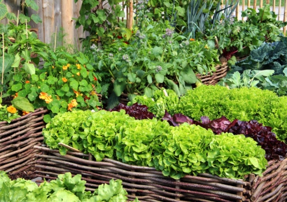 best vegetables to grow at home best vegetables to grow at home