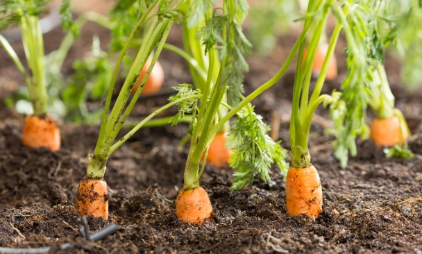 carrot plant care