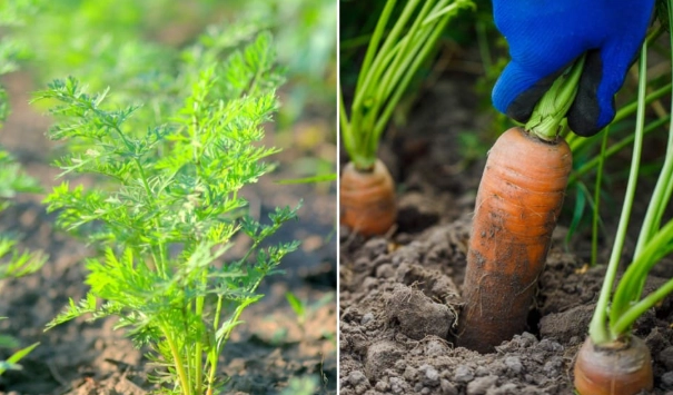 planting carrot seeds