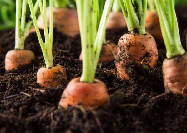 growing carrots in containers growing carrots in containers