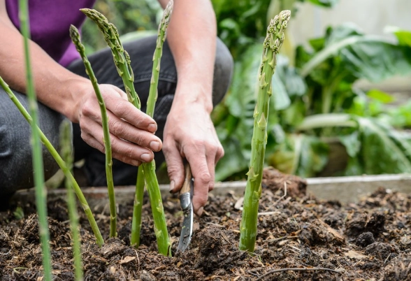 asparagus planting guide asparagus planting guide