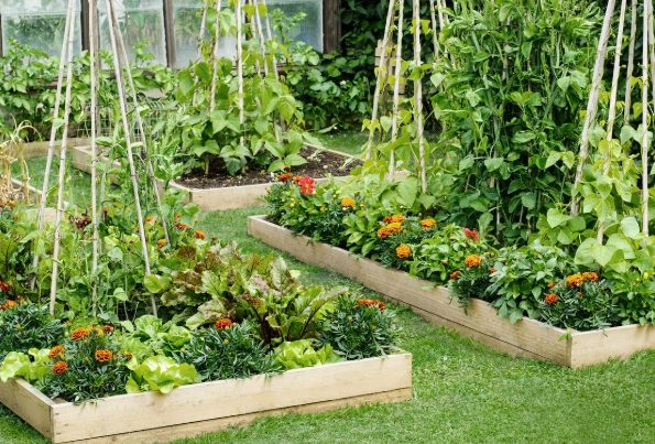raised bed vegetable garden