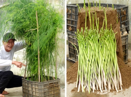 growing asparagus growing asparagus