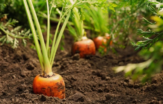 growing carrots growing carrots