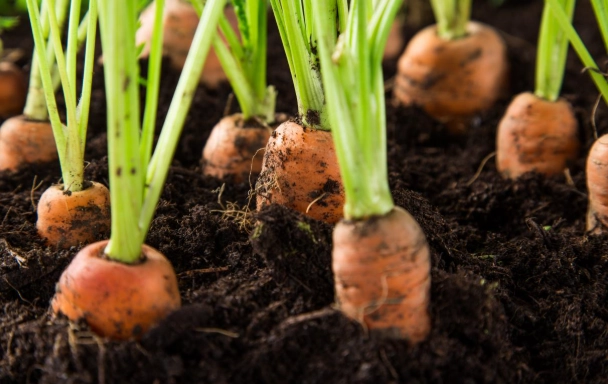 carrot plant care carrot plant care