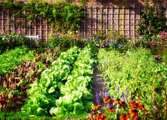 best vegetables to grow at home best vegetables to grow at home