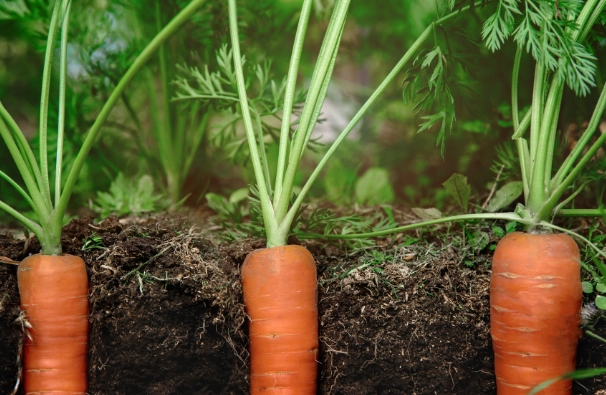 how to grow carrots how to grow carrots